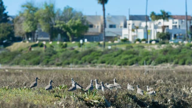 San Diego Must Protect and Restore Mission Bay’s Vital Wetlands