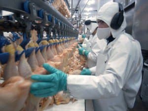 USDA Rule to Speed Up Poultry Inspections Concerns Food Safety Advocates